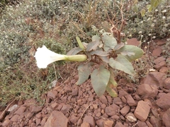 Datura innoxia