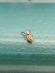 Hentzia