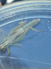 Pseudochorthippus montanus