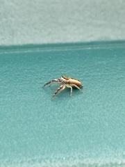 Hentzia