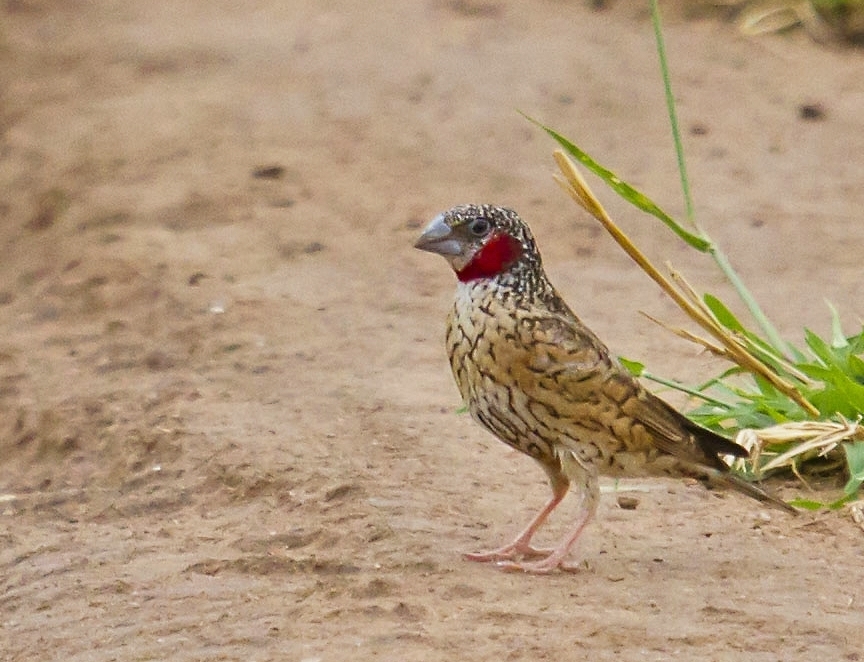 Cut-throat Finch