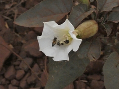 Datura innoxia