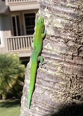 Phelsuma laticauda