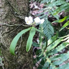 Sarcochilus falcatus