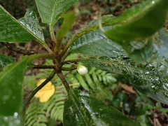 Saurauia tristyla