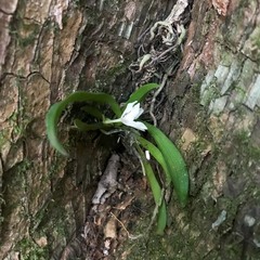 Sarcochilus falcatus