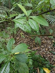 Saurauia tristyla