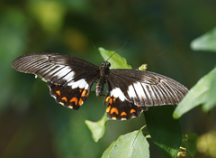 Papilio ambrax