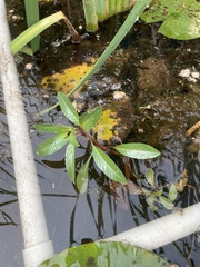 Ludwigia peploides