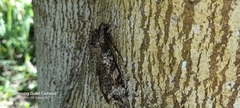 Isognathus rimosa