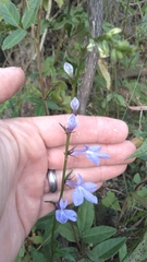Lobelia amoena