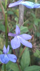 Lobelia amoena