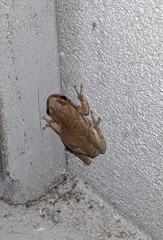 Litoria rubella