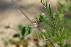 Vicia disperma