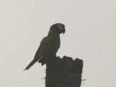 Primolius auricollis