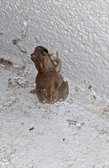 Litoria rubella