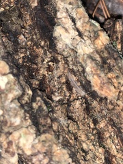 Diplopoda