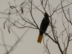 Psarocolius decumanus