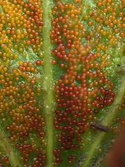 Synchytrium australe