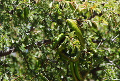 Prosopis ferox
