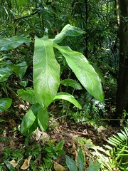 Alpinia uraiensis