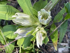 Gentiana villosa