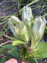 Gentiana villosa