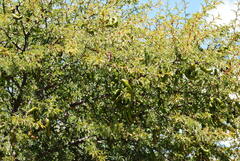 Prosopis ferox