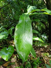 Alpinia uraiensis