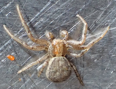 Xysticus