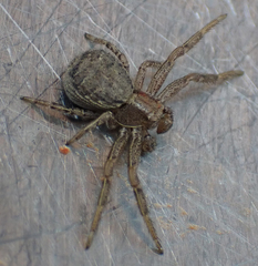 Xysticus