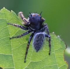 Phidippus mystaceus