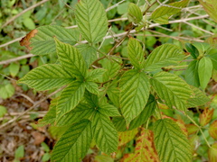 Rubus allegheniensis