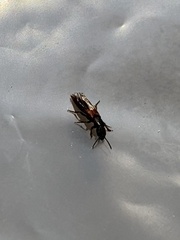 Staphylinidae