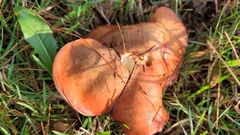 Suillus weaverae