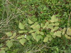 Rubus allegheniensis