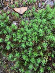 Polytrichum commune