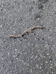 Serpentes