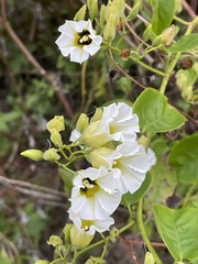 Ipomoea corymbosa