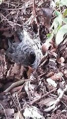 Vespula
