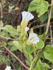 Ipomoea corymbosa
