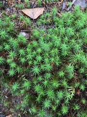 Polytrichum commune