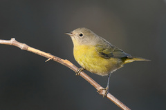Leiothlypis ruficapilla