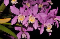 Cattleya harrisoniana