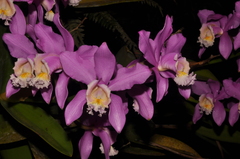 Cattleya harrisoniana