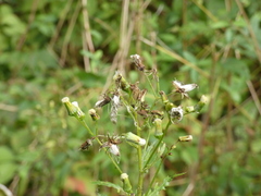 Erechtites hieraciifolius