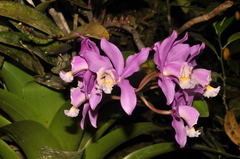 Cattleya harrisoniana