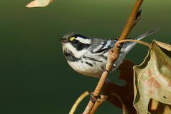 Setophaga nigrescens