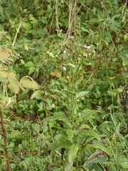 Erechtites hieraciifolius
