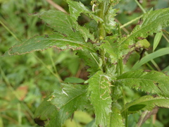 Erechtites hieraciifolius
